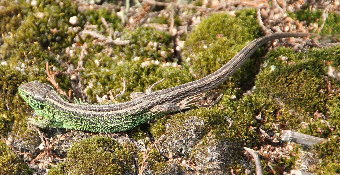 Belle Lacerta Agili verde.